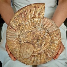 7.37LB Natural Jurassic Cretaceous conch fossil crystal specimens 3350g picture