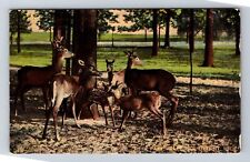 Detroit MI-Michigan, Deer Park, Belle Isle, Antique, Vintage Postcard picture