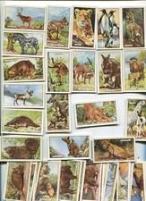 1937 GALLAHER LTD. WILD ANIMALS 48 DIFFERENT COLLECTOR TOBACCO CARD SET picture