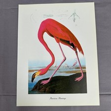 1950 Vintage Print Pink Flamingo American Bird Art Illustration Audubon 9x12 picture