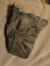 fossilized specimen of flying creature from Puget Lobe of the Vashon Stade picture