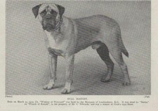 Bull Mastiff 