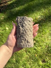 Natural Stigmaria Fossil Root Specimen- Large 5” Stigmaria Fossilized Tree Root picture