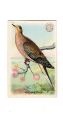 1915 J5 #26 Morning Dove, Useful Birds of America 1st Series, Arm & Hammer, 2nd picture
