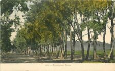 Eucalyptus Drive hand colored Newman Los Angeles California 1908 Postcard 10405 picture