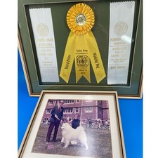 AKC Samoyed Dog Show Working Class champion Ribbons Photo 1970s St Louis MO picture