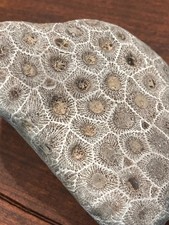 Lake Michigan PETOSKEY Stone Hexagonaria Percarinita Coral Unpolished Shown DRY picture