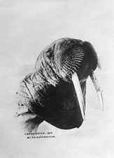 Showing head of a walrus probably 1910 OLD PHOTO picture