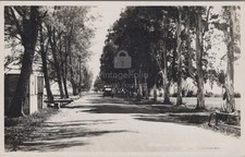 Avenue of Eucalyptus Trees Dirt Road Automobile Car Agfa RPPC 1920s Postcard picture