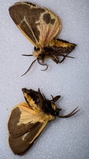 JS 10 - 2 Nais Tiger Moth (Apantesis nais) picture