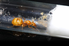 Mexican Honeypot Ant Queens (Myrmecocystus Mexicanus) picture