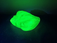 Wilkerson Uranium Glass Shell Seashell With Sticker  picture