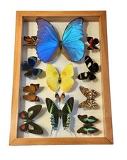 Real Mounted Butterflies Framed in Double Glass W/Phoebis Philea & 11 Others picture
