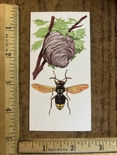 Vintage - 1962 - McGraw-Hill - RARE SIZE - Insect ID CARD - Bald-Faced Hornet picture