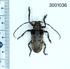 Cerambycidae Moechotypa sp. #1036 NORTH THAILAND picture