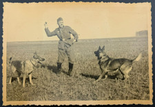 Vintage WW2 Photo German Soldier Playing with Military K9 Shepherds Field picture