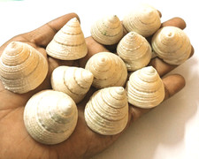2 Auspicious Moti Shankh Goddess Laxmi Shell Pearl Conch Money Wealth Diwali picture