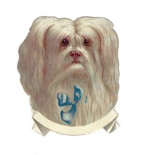 1888 Chromo, Victorian FLUFFY WHT DOG FACE BLUE BOW, Die-Cut Scrap 2.5